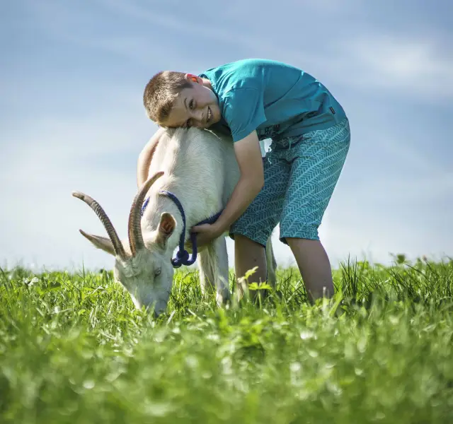Junge umarmt eine weiße Ziege, die auf der Wiese grast