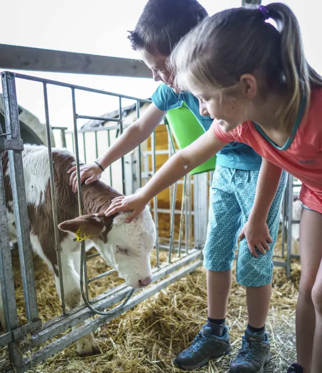 Junge und Mädchen streicheln ein braun-weißes Kälbchen im Stall durch das Gatter