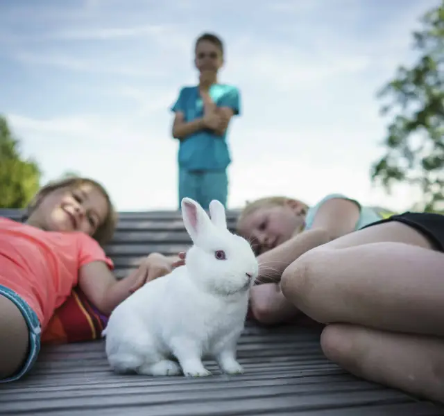 Zwei Kinder liegen auf einem Holzsteg neben einem weißen Kaninchen, dahinter steht ein Junge